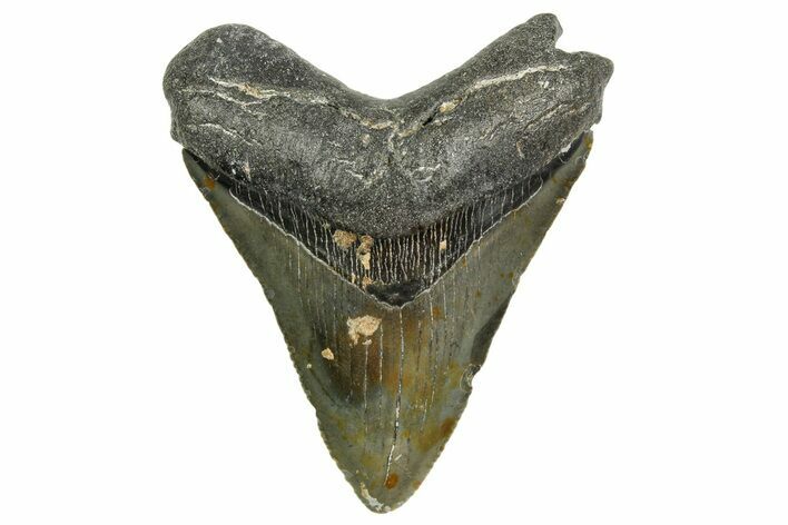 Serrated, Juvenile Megalodon Tooth - North Carolina #361731